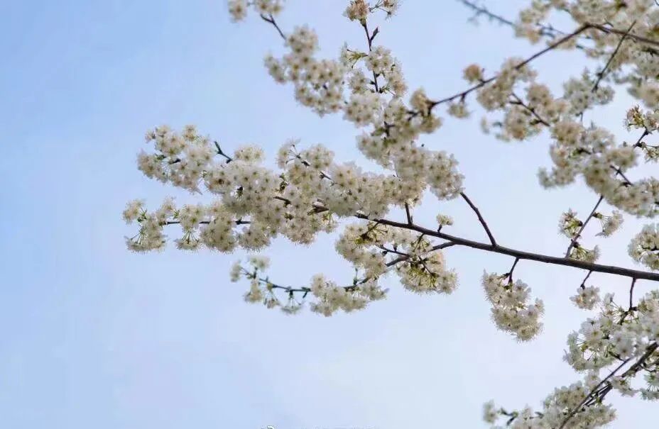 快来看看成都锦城学院的春日美景