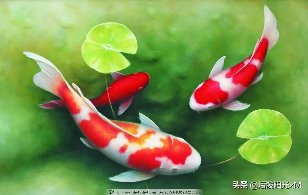 锦鲤图片锦鲤高清图片