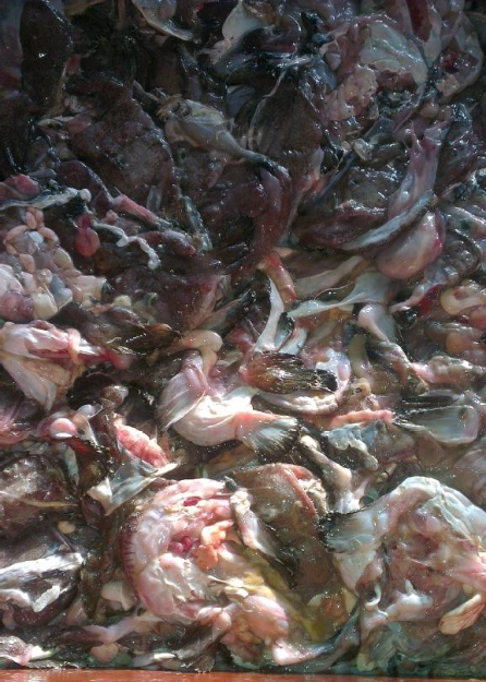 发酵小杂鱼或鱼下脚料成优质蛋白饲料，一年能省下很多饲料费