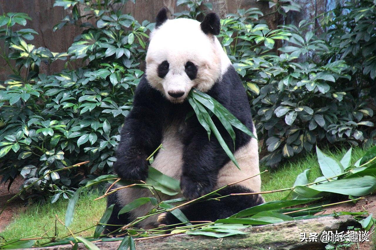 大熊猫有哪些生活习性，为何喜欢吃竹子，如何促进中外友好交往