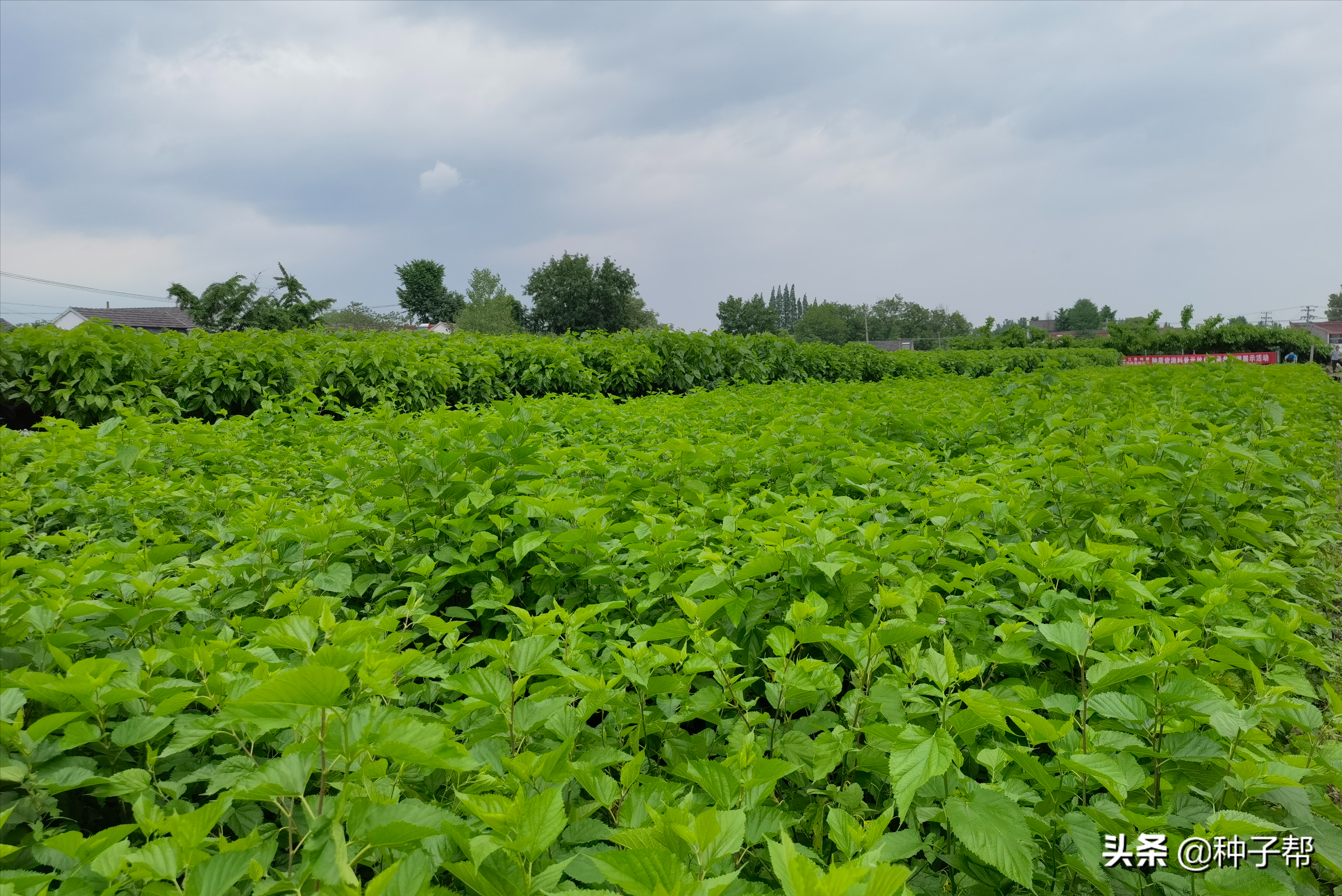 新疆高寒区能过冬的牧草，蛋白桑抗寒-40度，能长20年以上