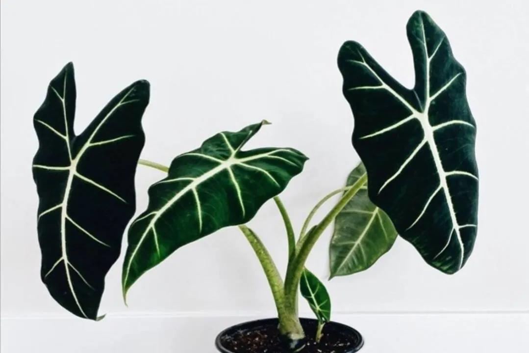 绿天鹅绒海芋轻奢有质感!是绒面植物里的颜值担当