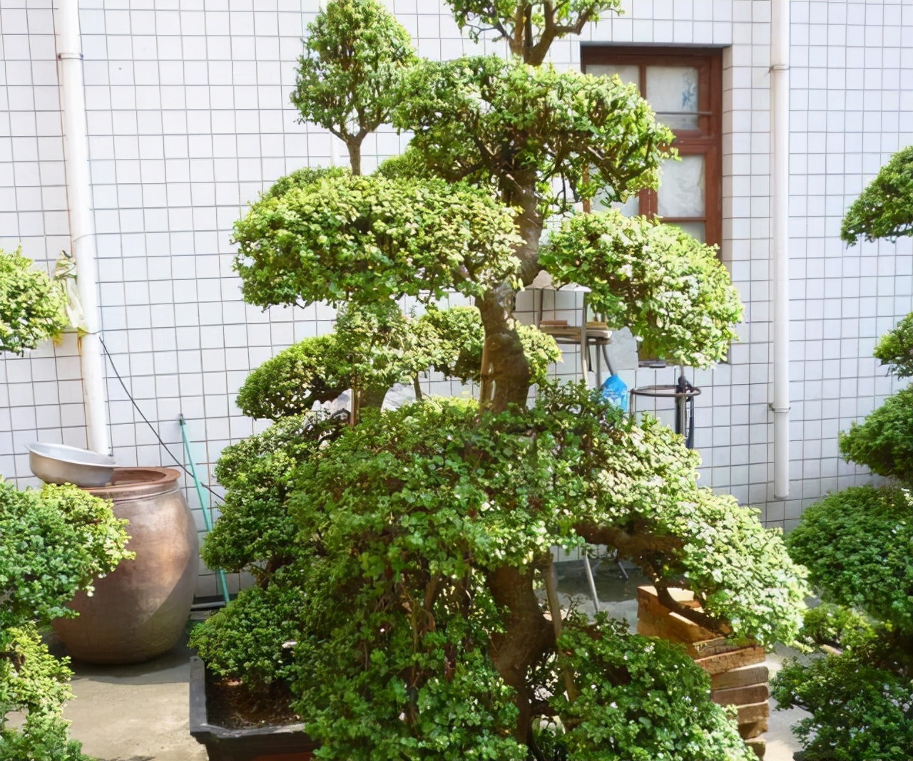 金枝玉叶有七怕，难怪叶子哗哗掉，避开枝叶紧凑，养成老桩镇家宅