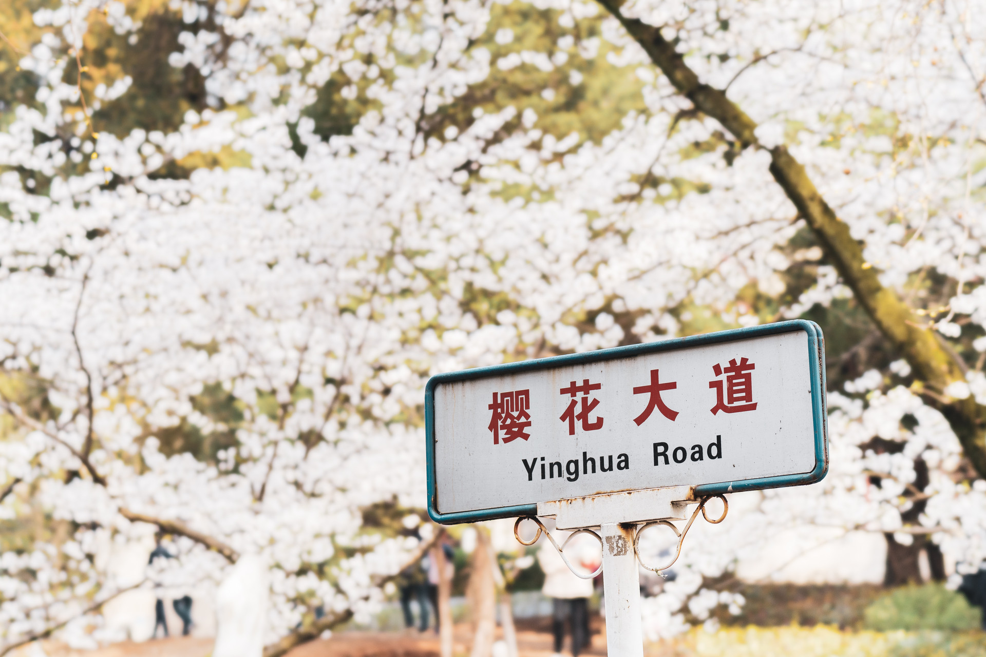 武汉大学新操作：教授职称降下去，中小学老师编制提上来