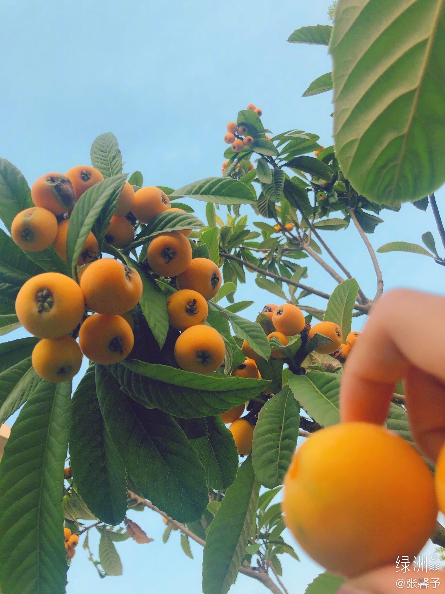 是女明星也是“菜农”！柳岩吃过刘亦菲种的茄子，张馨予家有农场