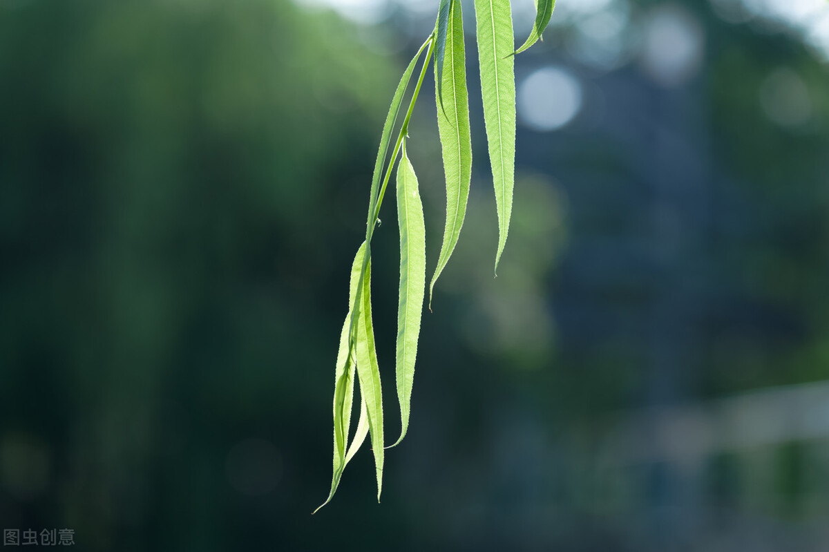 明日雨水｜雨水节气祝福语微信唯美文案