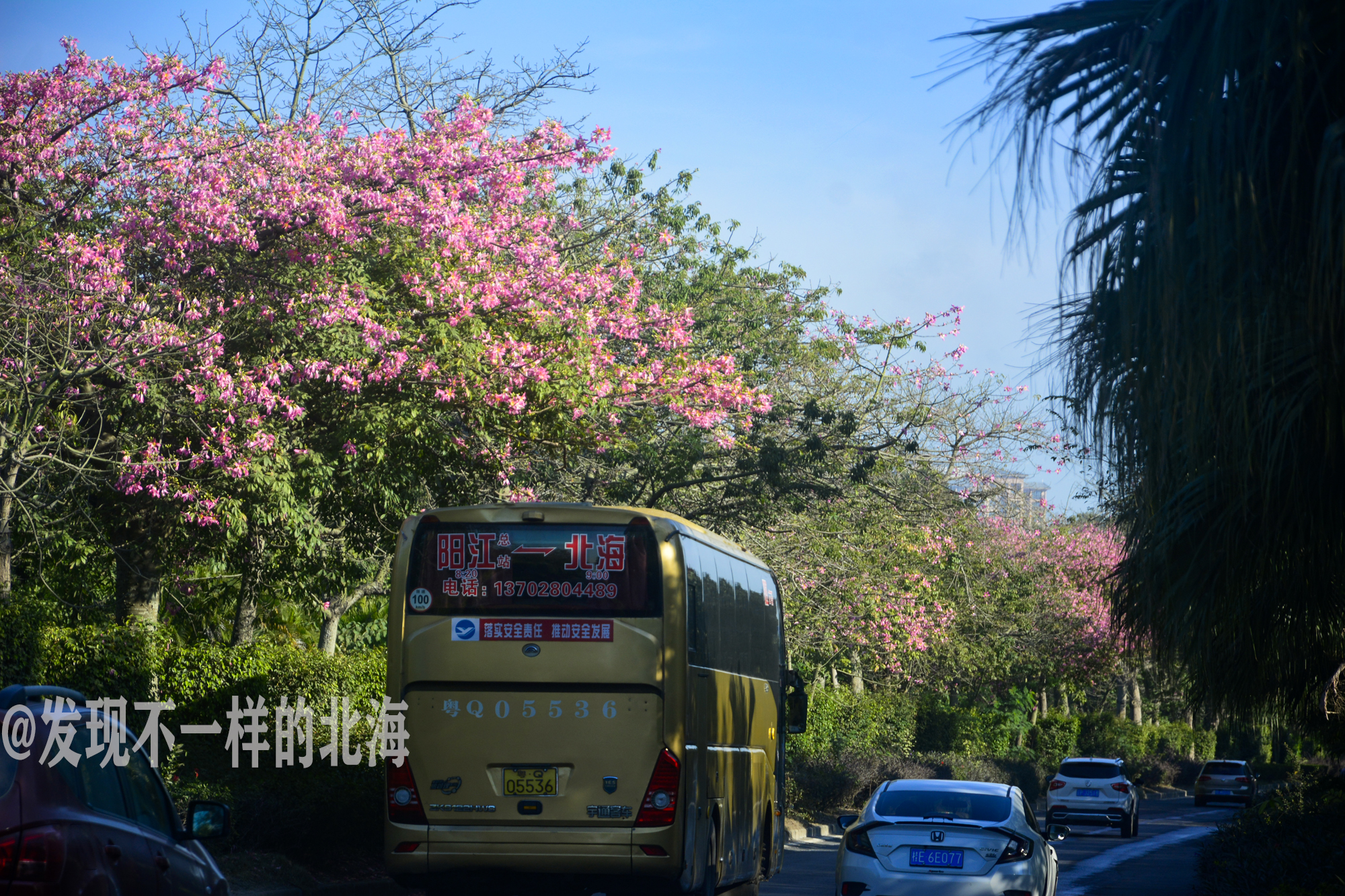 大美北海，冬暖花也开，实在是美