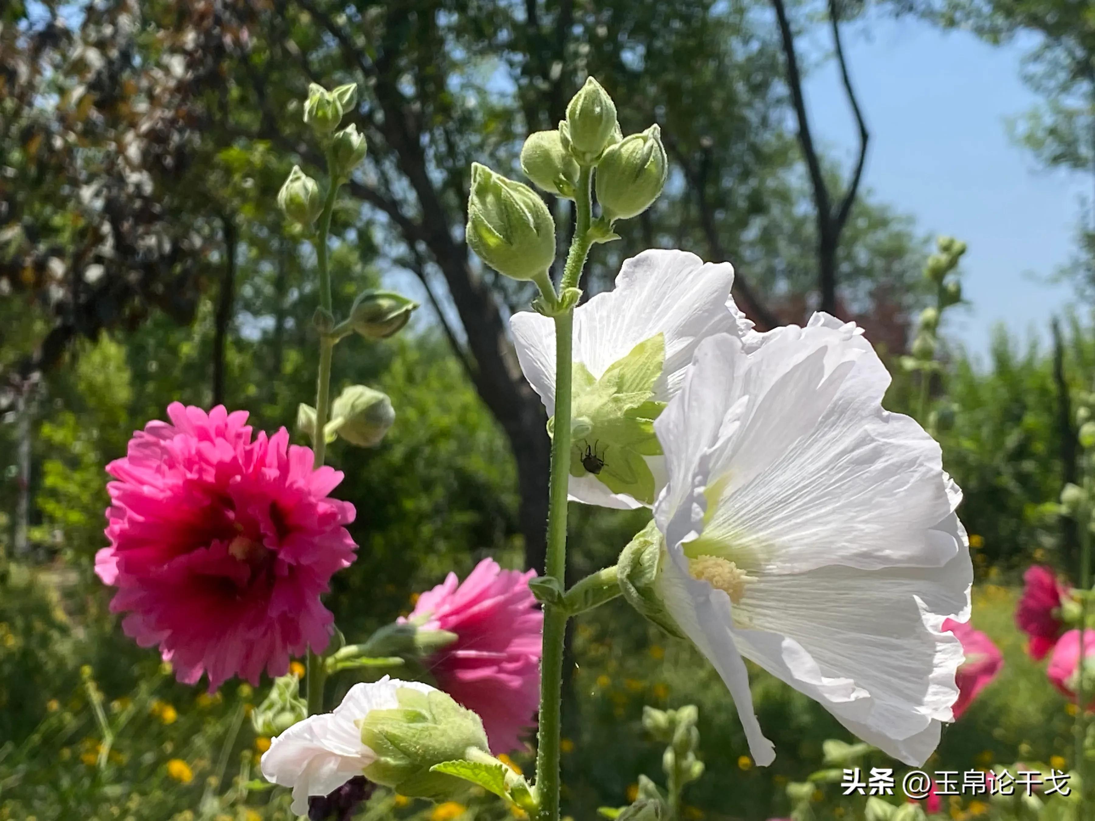 擦边情人谷