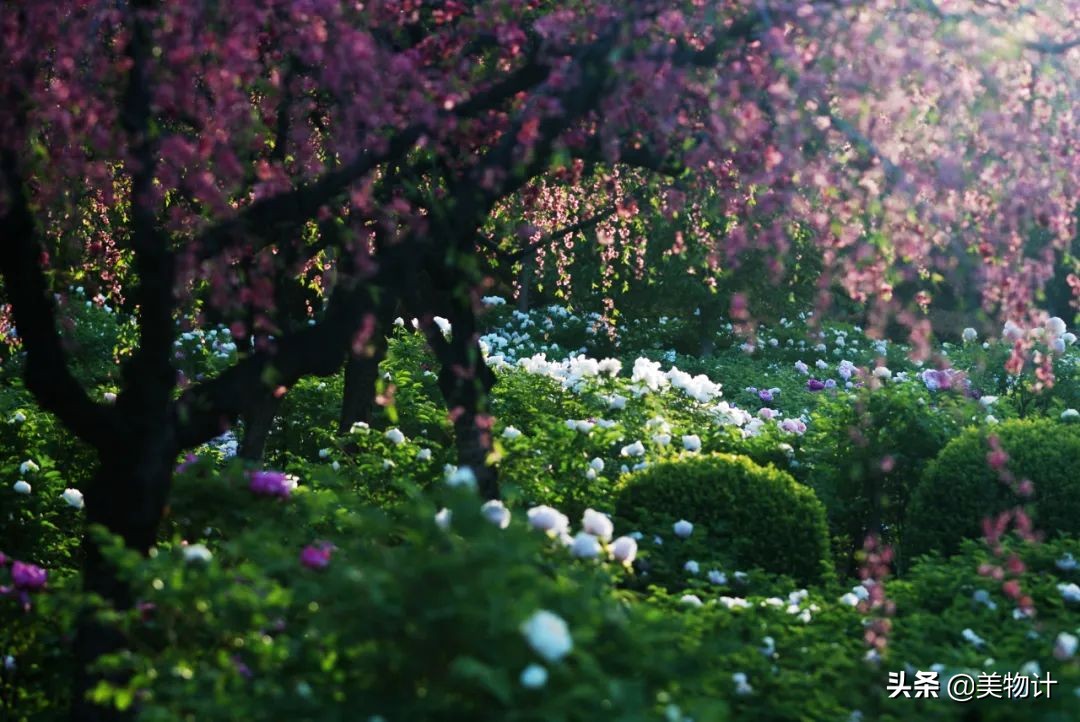 人间富贵花，自贵才芬芳