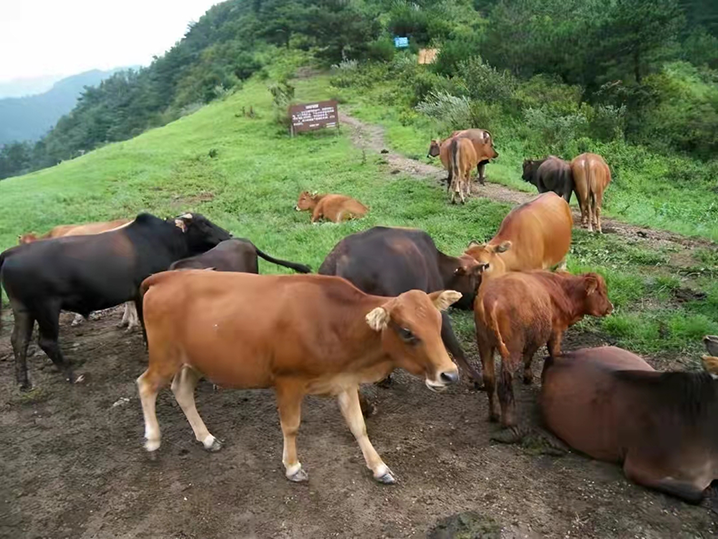 不同肤色的人种可以生育混血儿，为何黄牛和水牛却不能杂交生育？