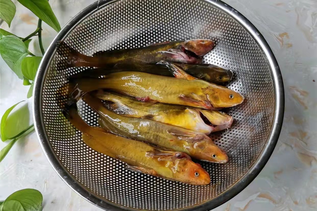 图27 乌苏里拟鲿乌苏里拟鲿/pseudobagrus ussuriensis,曾用名乌苏里