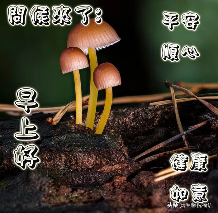 3月31日清晨早上好图片问候语，愿您开心分分秒秒，幸福岁岁年年