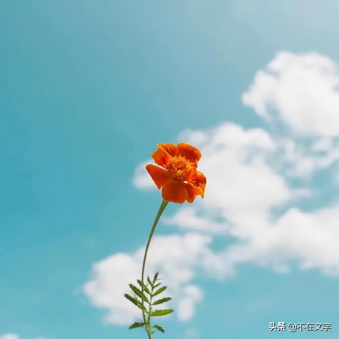 积极向上阳光励志短语（精选带英文）