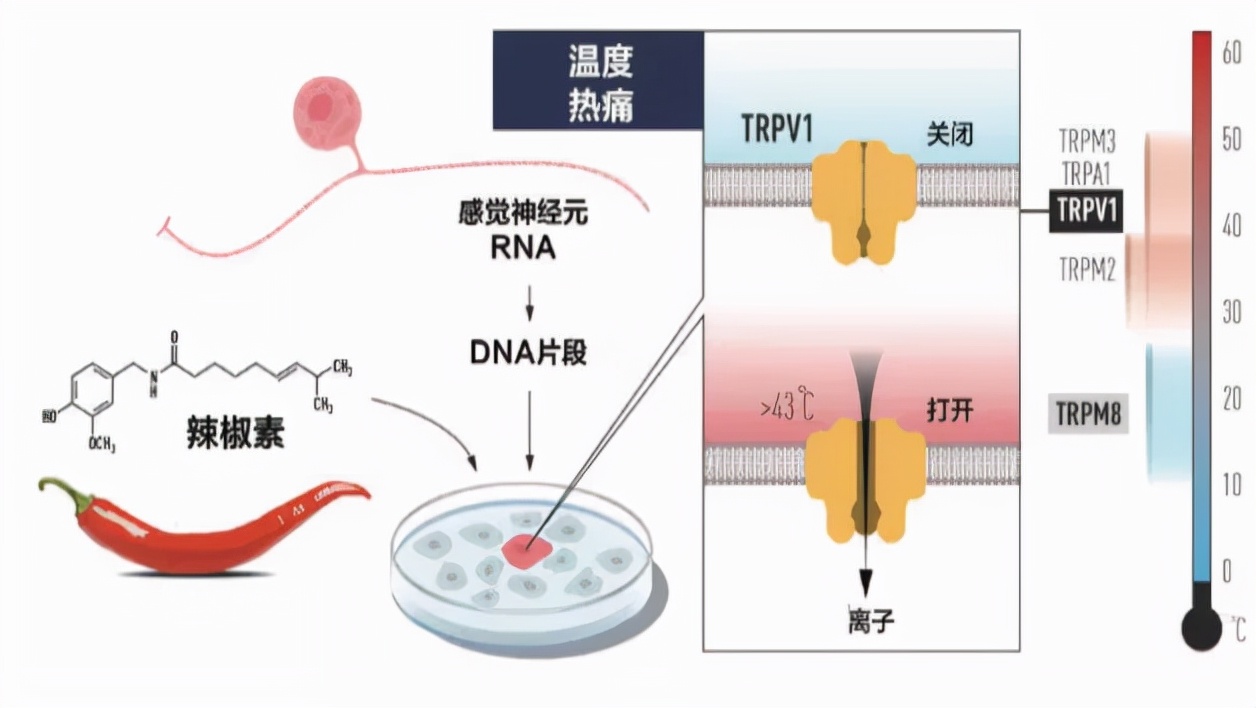 与诺奖科学家同行，伊比西发现新的天然凉感增强方案