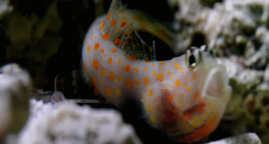 虾虎鱼：鱼小种类多，鱼类中的最大家族