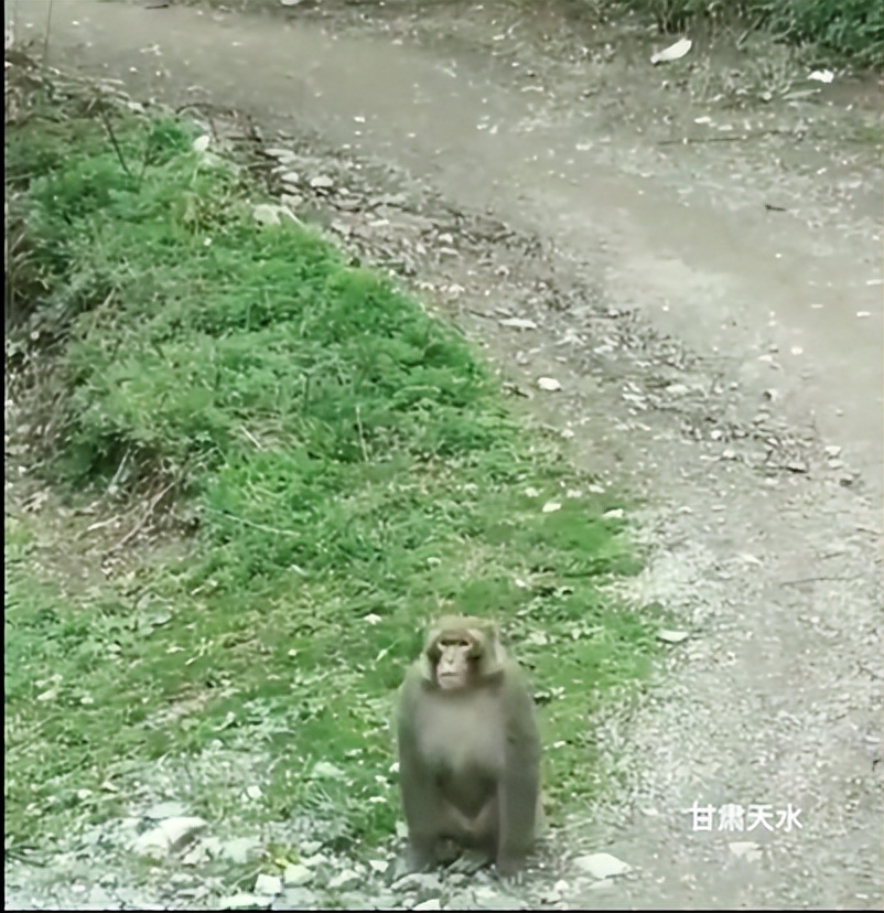 甘肃秦州区李子园：发现野生猕猴，多次&ldquo;拜访&rdquo;村民家