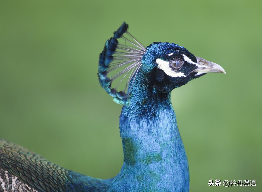 孔雀開屏,錦繡前程