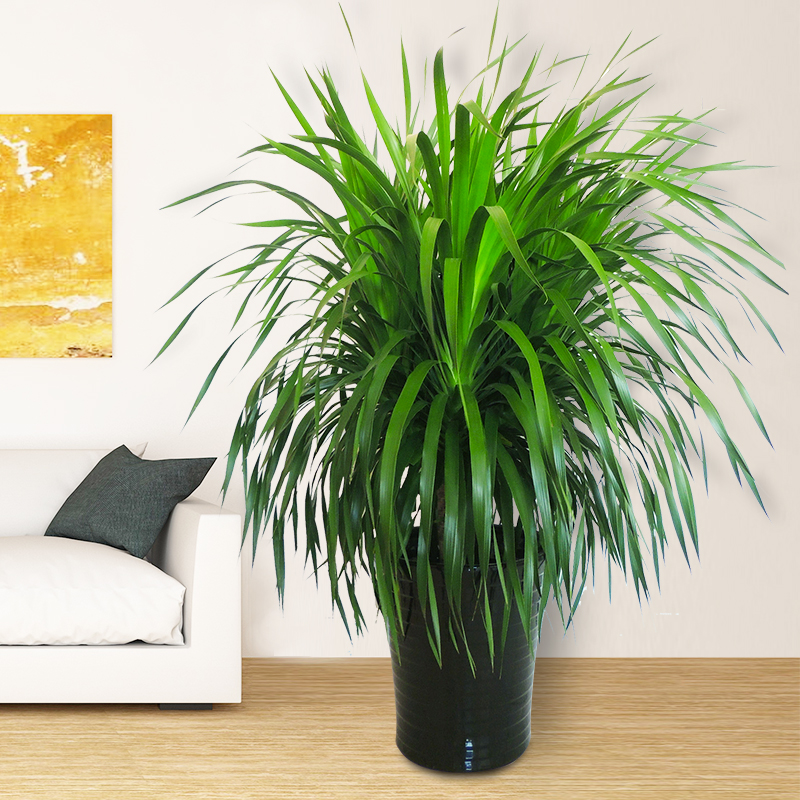 客厅养花“讲究大”，别随便，这6种，贵气不俗，养人旺家