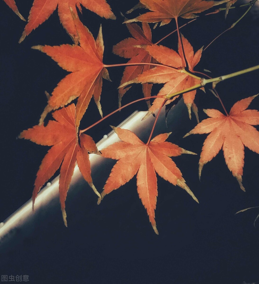 如若此生不复见，但许你朝朝暮暮都平安