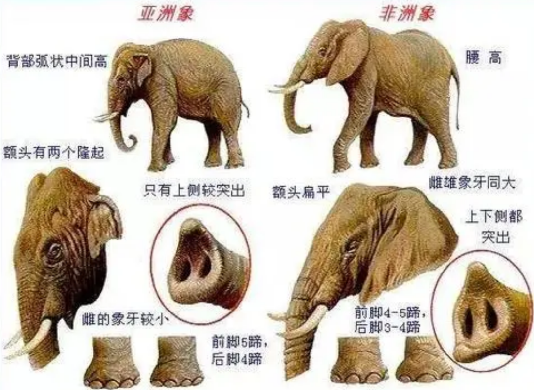 非洲象与亚洲象并不相同而历史上人类猎杀的猛犸象也不是最大的那种