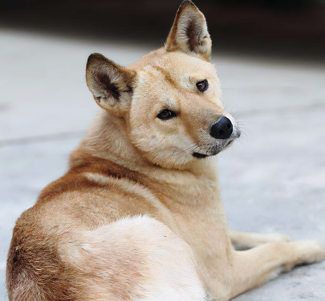 泰迪犬早该失宠了，今年流行养这6种狗，好养又不贵