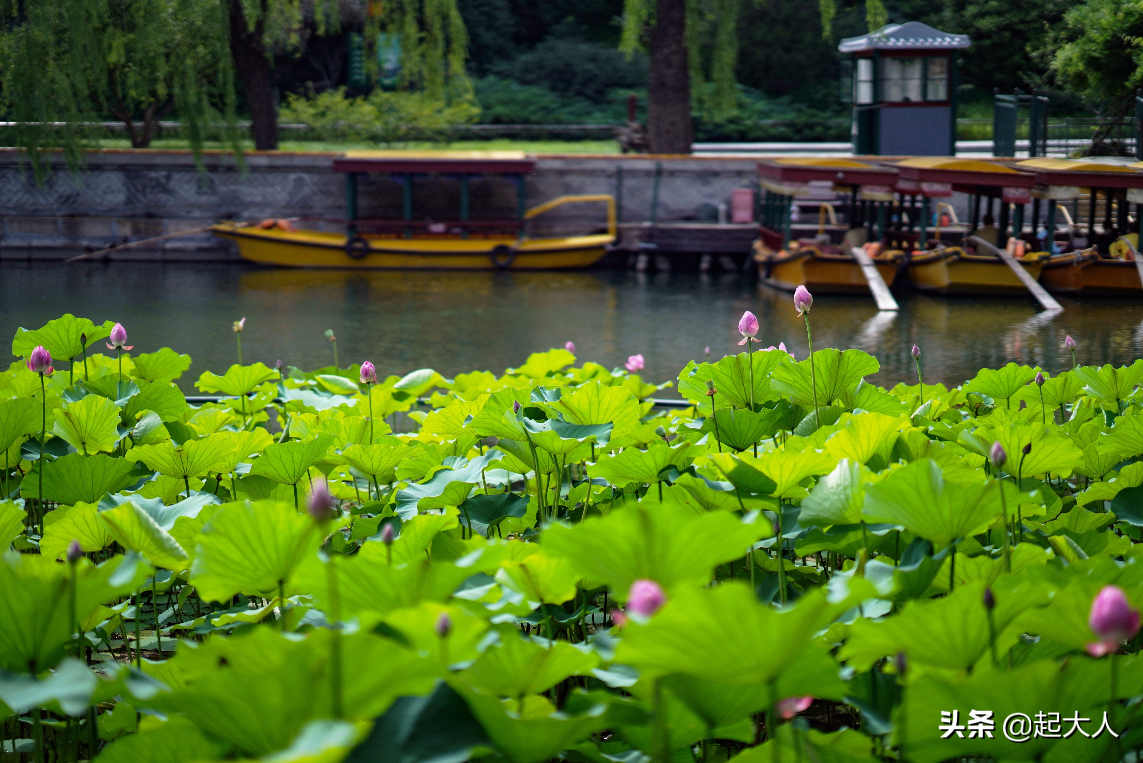 仲夏时节 北海公园荷花盛开,迎来游客观赏