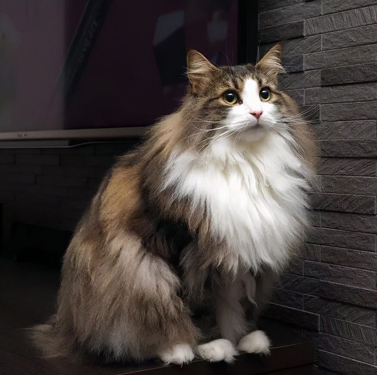 森林猫图片(能干的狩猎者) - 赤虎壹号