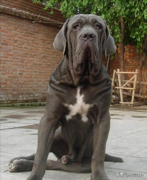 世界上兇猛的十種狗，日本土佐犬上榜，藏獒排名第二