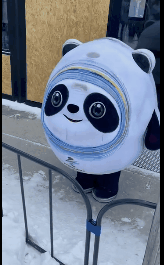 冰墩墩名场面可爱集