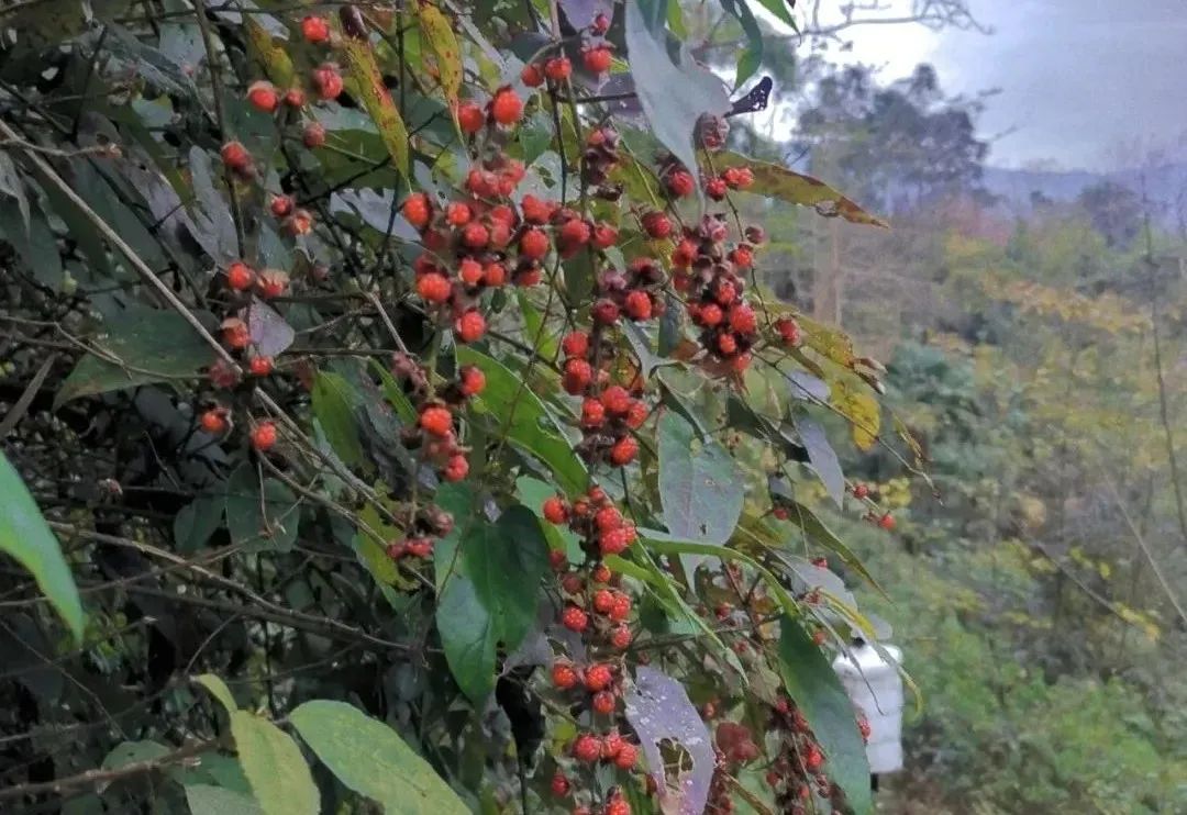 成都周边一日游(1.5h就到！去这个小众地爬山吸氧、看山间石刻佛像、吃生态美食)