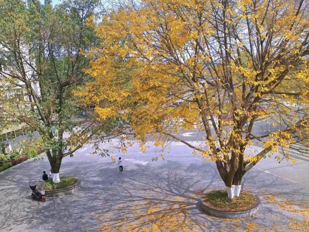 一次拿下“2个”学位！西南政法大学这8个项目今年招生，报考必看！