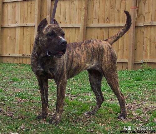 世界上兇猛的十種狗，日本土佐犬上榜，藏獒排名第二