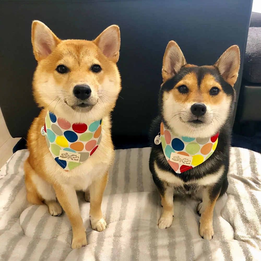 狗狗交配后，为什么会流血？这正常吗？