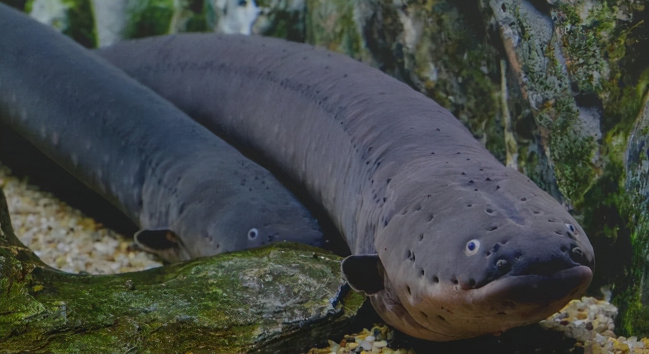 十大恐怖鱼（亚马逊河中隐藏的十大恐怖生物）-第11张图片
