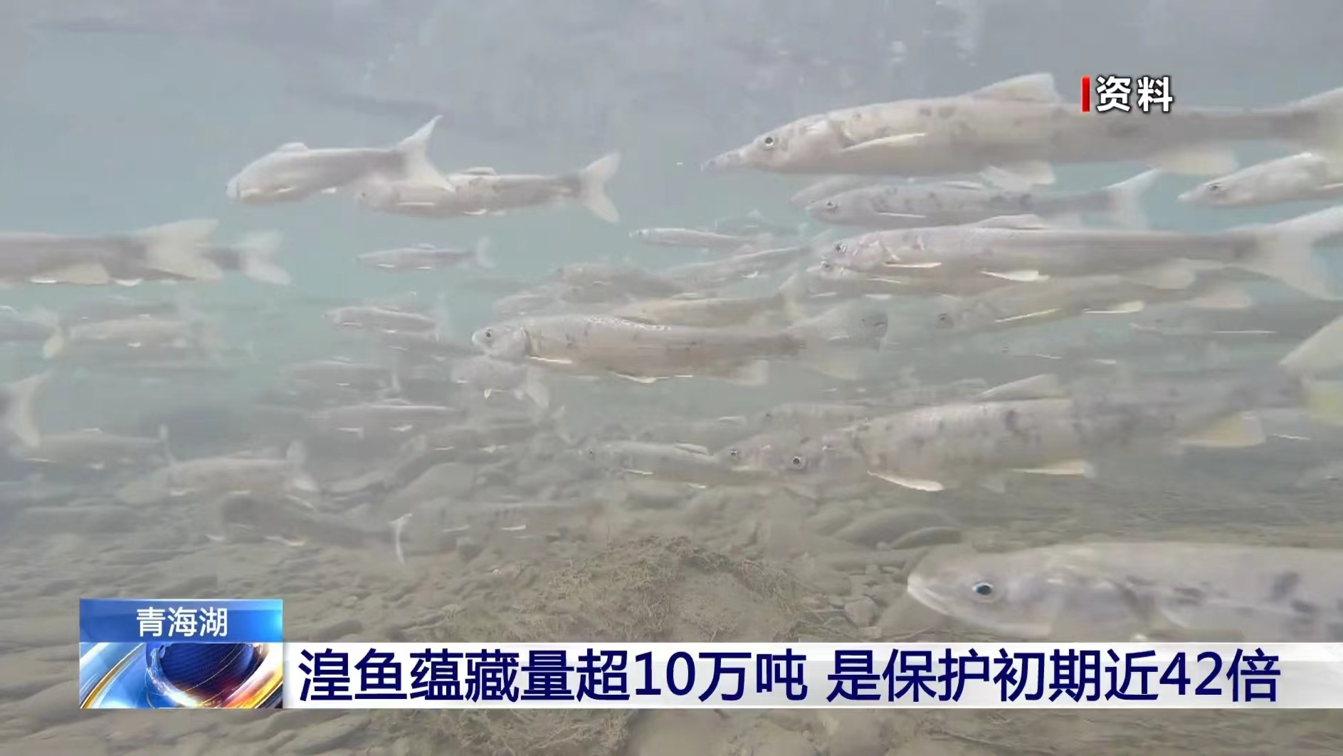 青海湖的困局：洄游鱼群大量涌现，“老土著”湟鱼陷入危机？