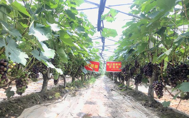 土壤改良建設有機農地，發展純天然無污染高質高產綠色農業