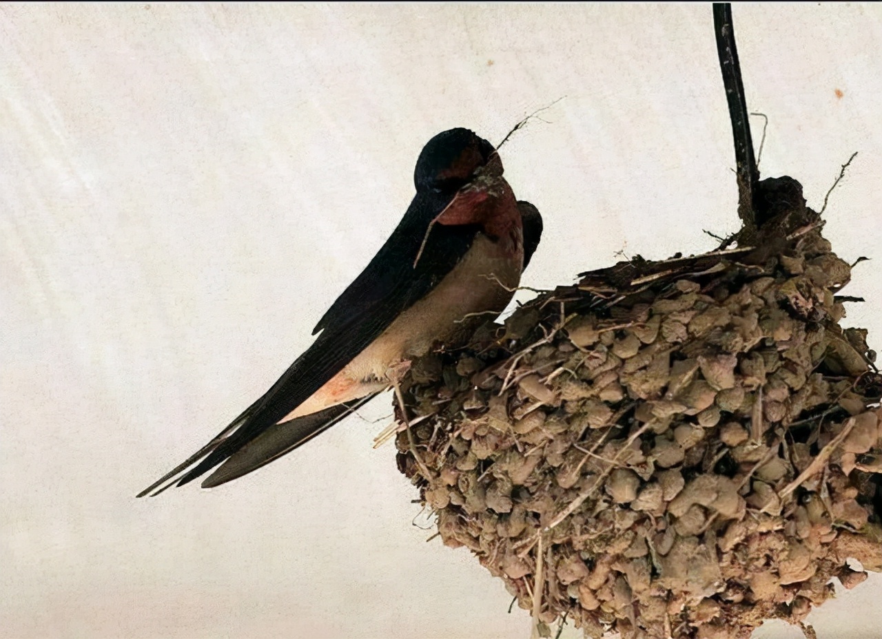 喜欢在人类屋檐下筑巢的燕子