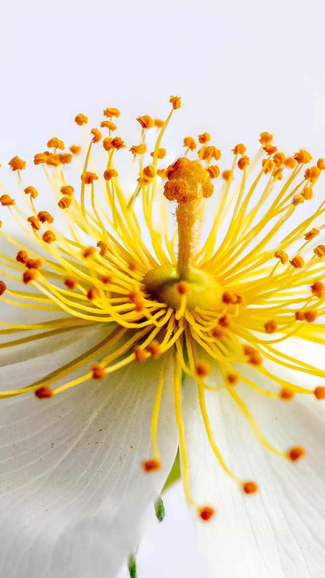 52张微距花蕊美图,带你走进花的内心世界