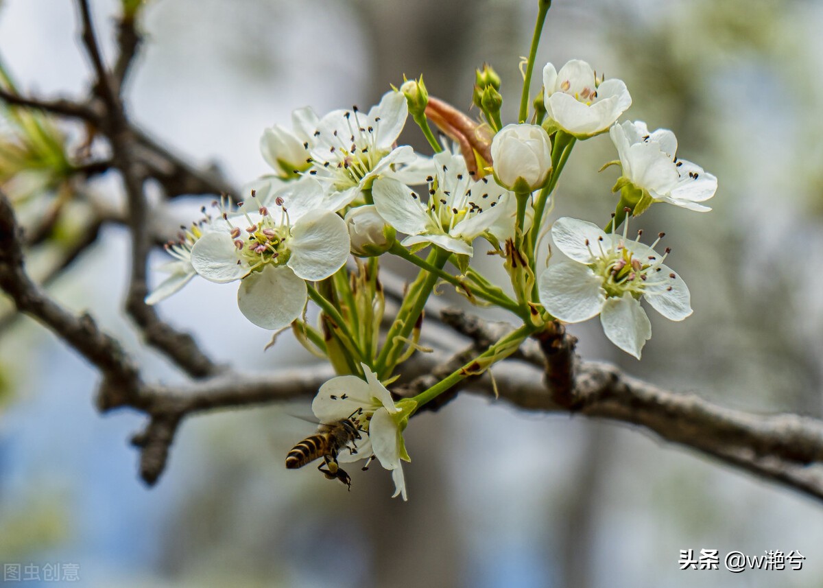 春天的颜色——红白黄紫绿