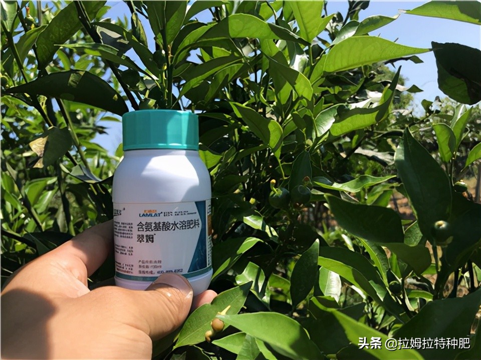 氨基酸葉面肥,氨基酸葉面肥的功效與作用
