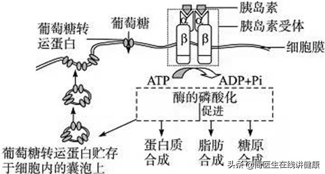 2个降糖新药进医保，降压降脂减重，改善胰岛素抵抗，保护心血管