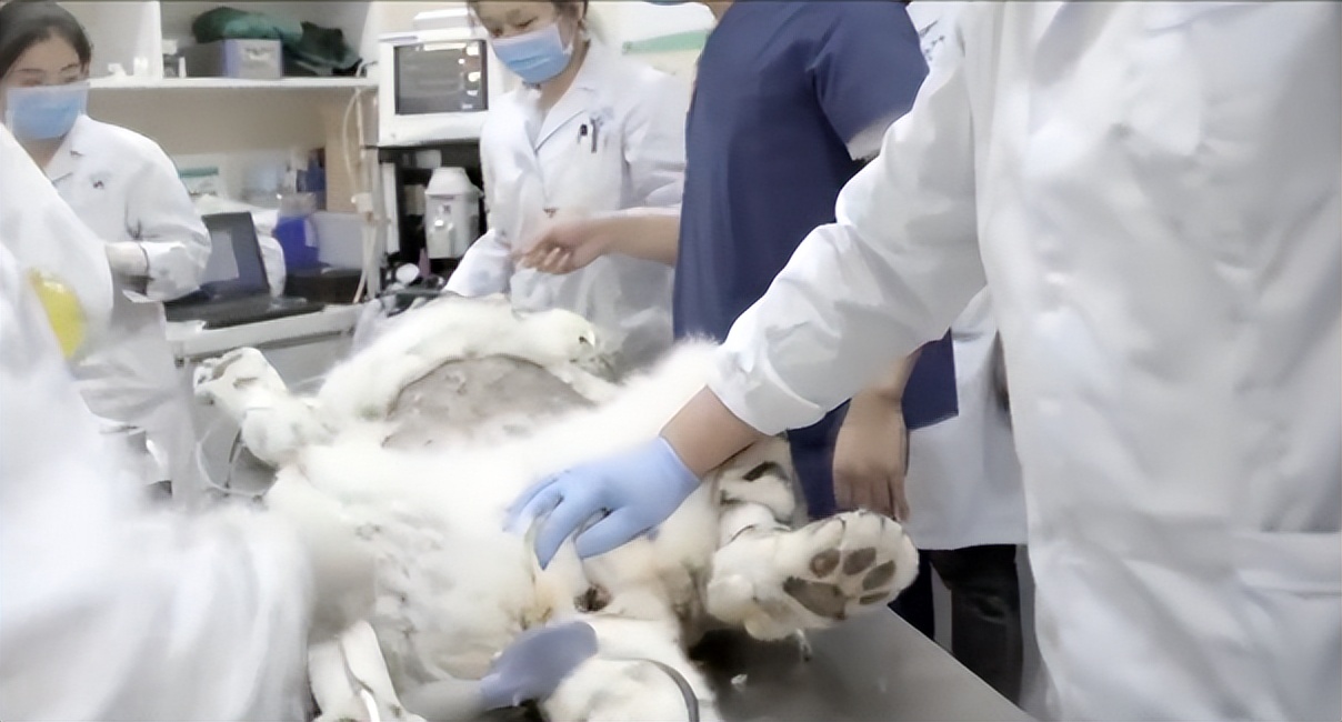 央视报道！救护国宝，毕业入职世界名企！他们都就读于北京这个“王牌”专业