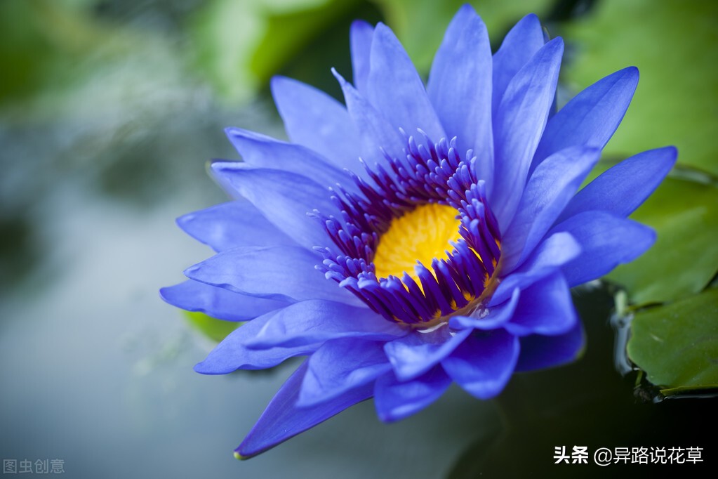 蓝莲花这首歌的含义 _飞翔号