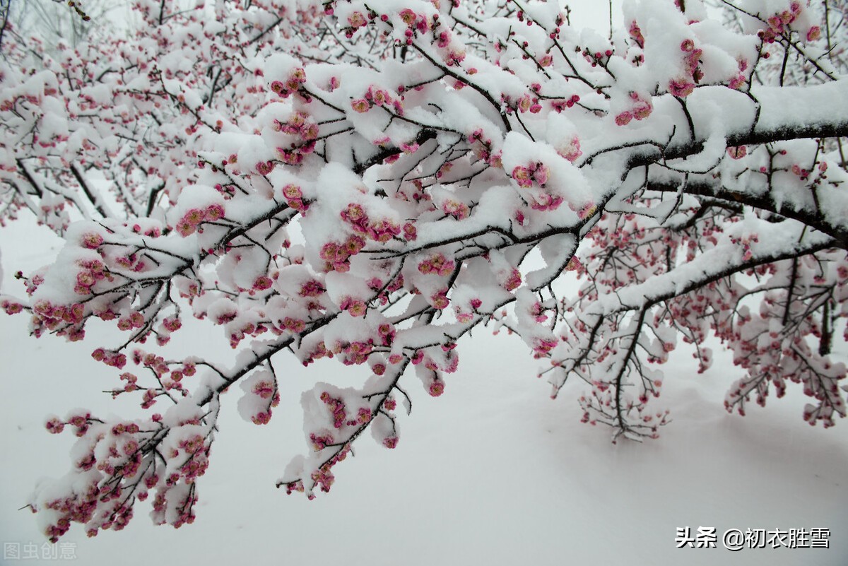 迎年雪梅明丽诗词七首：雪里开花白于雪，雪里梅花次第开