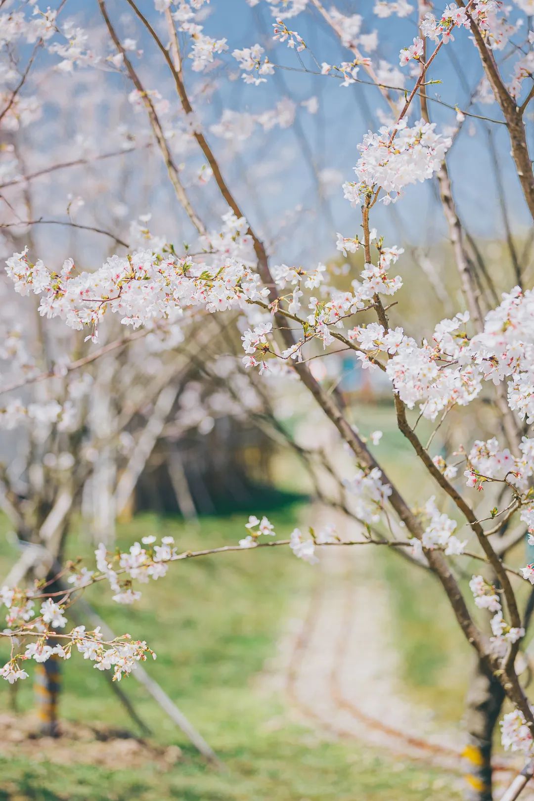 芳菲四月，花“漾”舟山，这份全岛赏花攻略 踏春路线请收好~