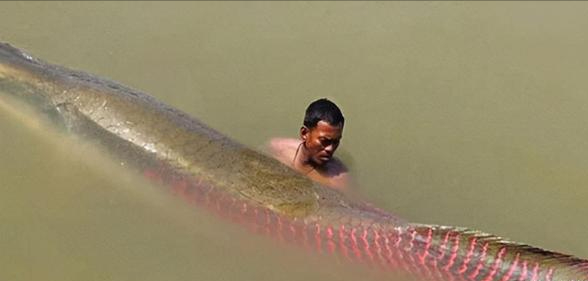 十大恐怖鱼（亚马逊河中隐藏的十大恐怖生物）-第43张图片