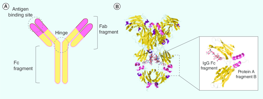 2021����ѧ��ʮ�����ͻ�ƣ���һ����ޣ��ӵ����Ľ������