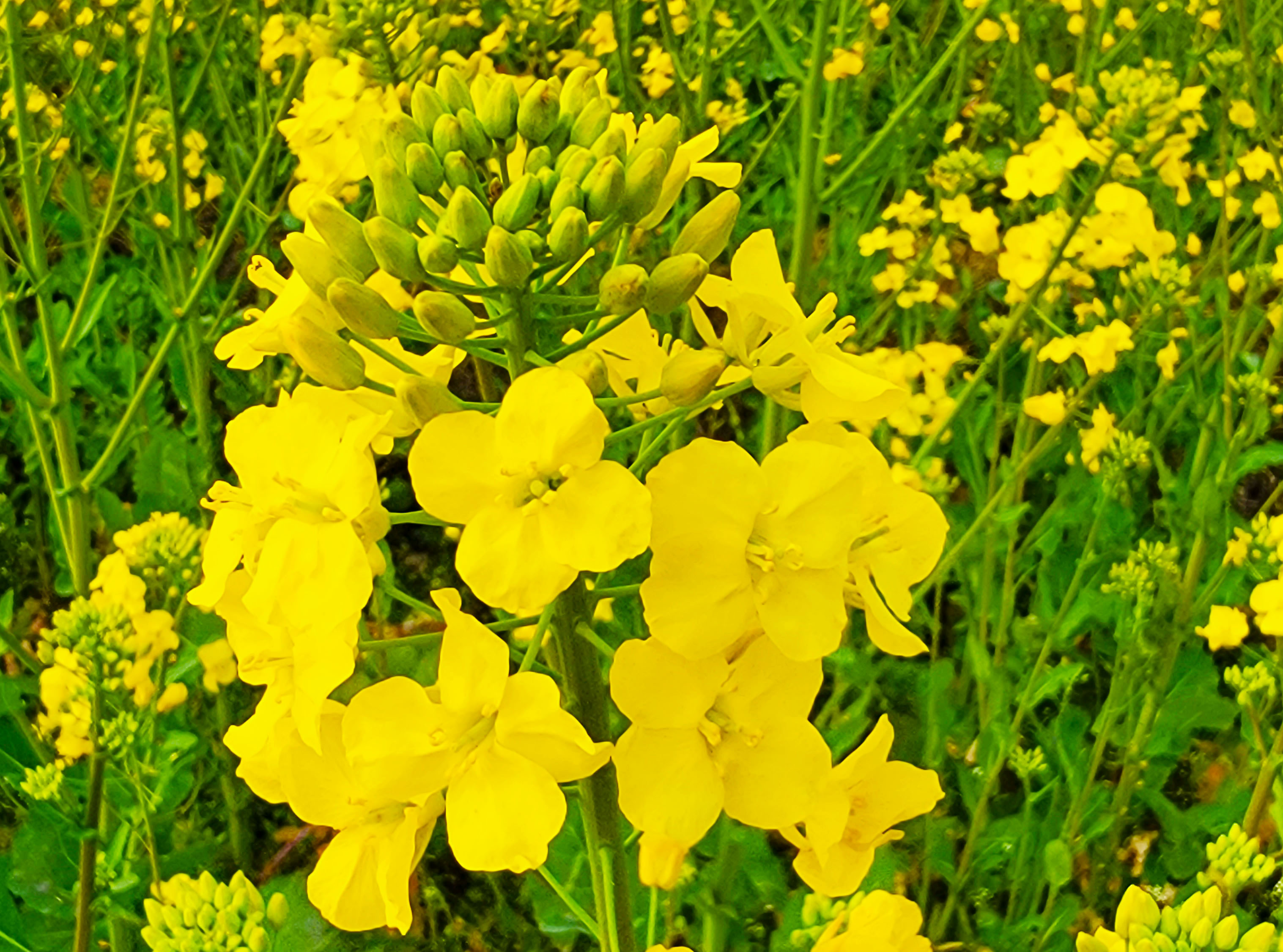 惠风吹拂菜花芳 蝶恋蜂追采蜜忙