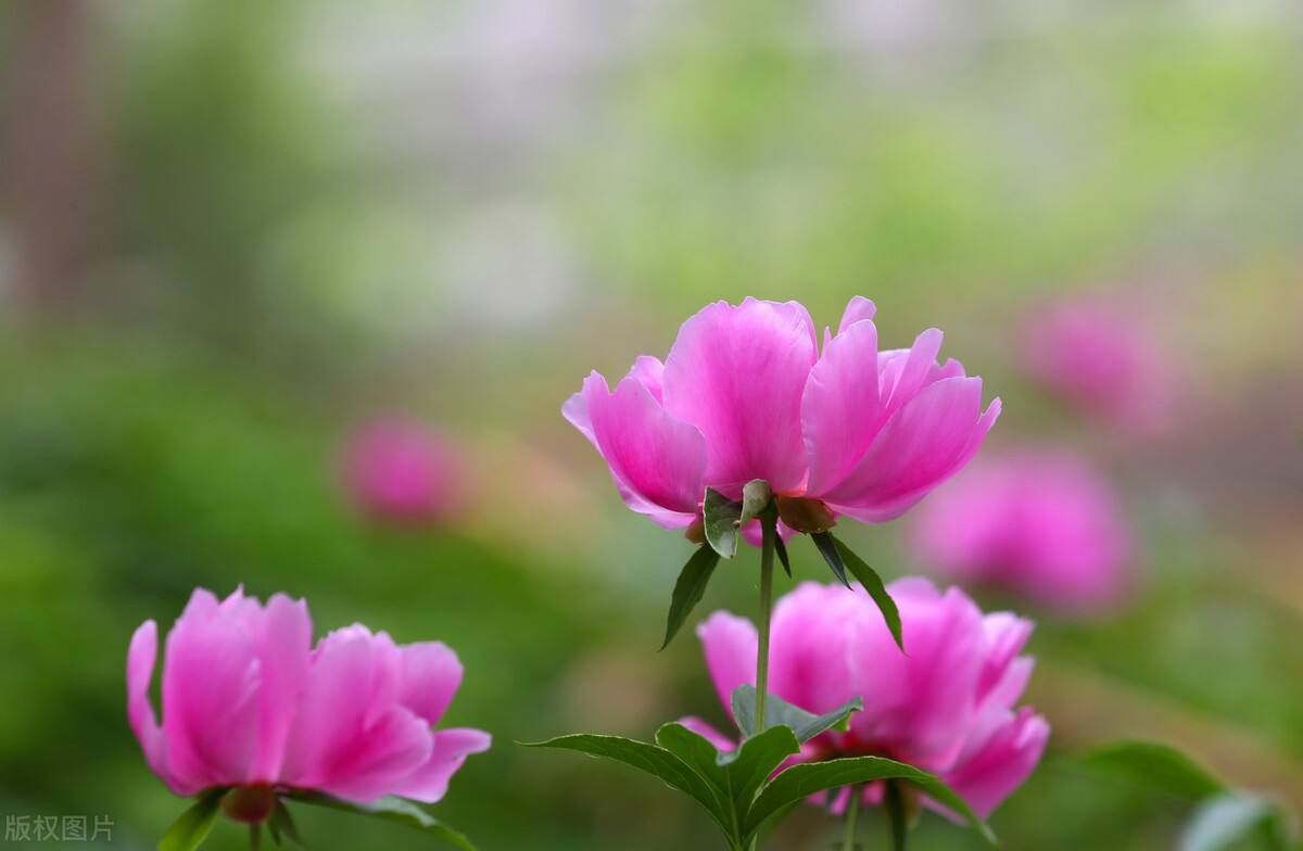 除夕写给最爱的人：想你，念你，一生不变