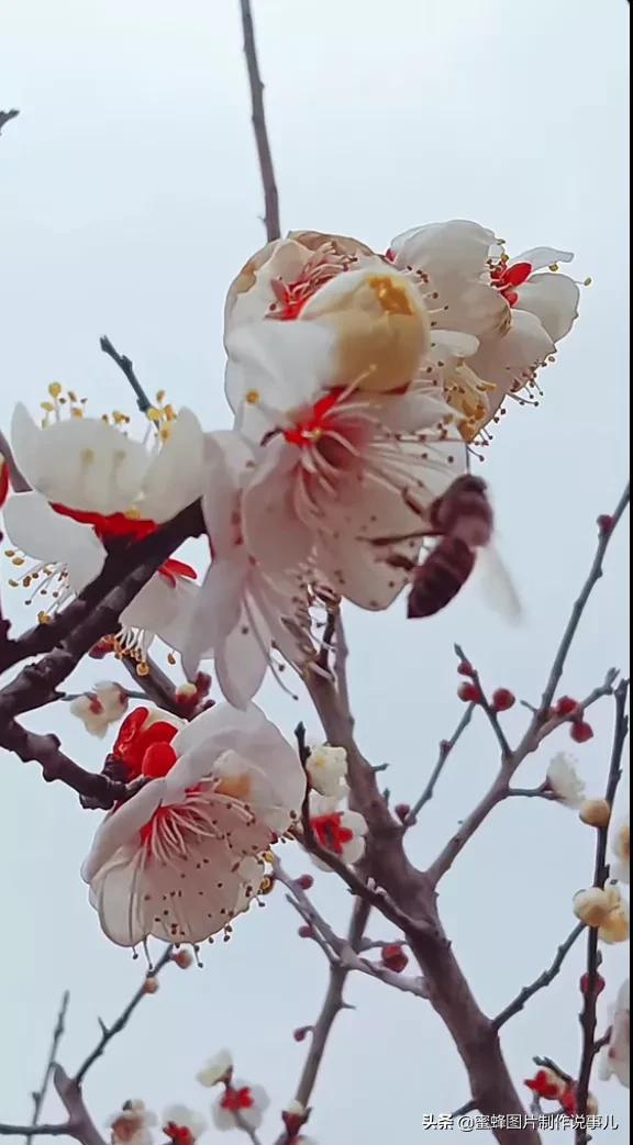 这些“吉祥花”，娇艳欲滴，姹紫嫣红，养在家里寓意深远